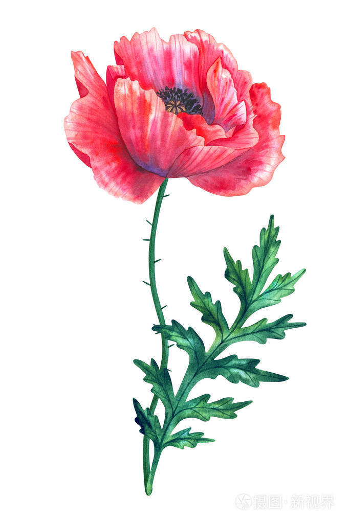 美丽的红花罂粟叶手绘水彩插图孤立的白色背景