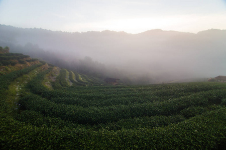 雾山绿茶种植场图片