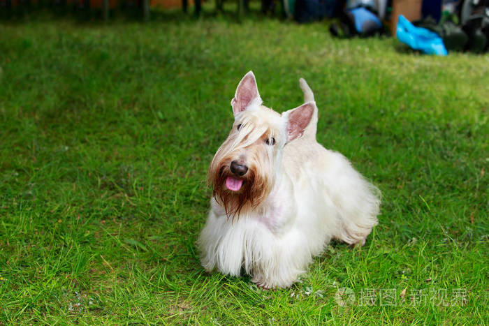 苏格兰猎犬