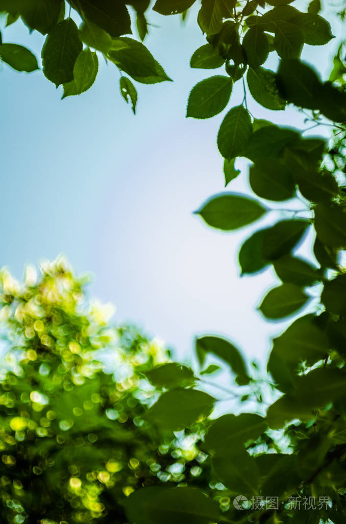 柔和的阳光透过树叶在模糊的树叶和蓝天的背景下柔和的选择性聚焦有
