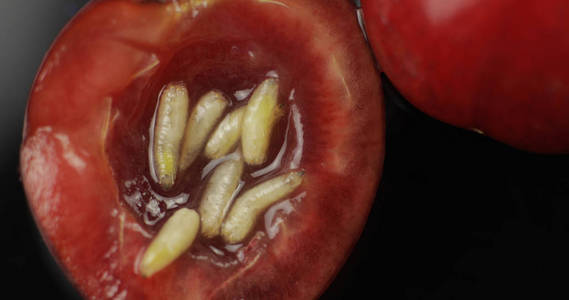 樱桃蝇幼虫.特写照片