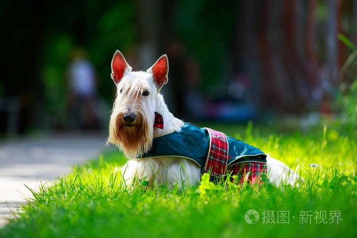 苏格兰猎犬