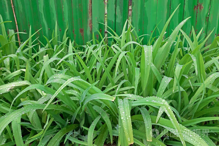 野生黄花菜春天长得很漂亮叶子很新鲜