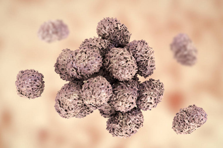 孢子病水苏霉孢子照片