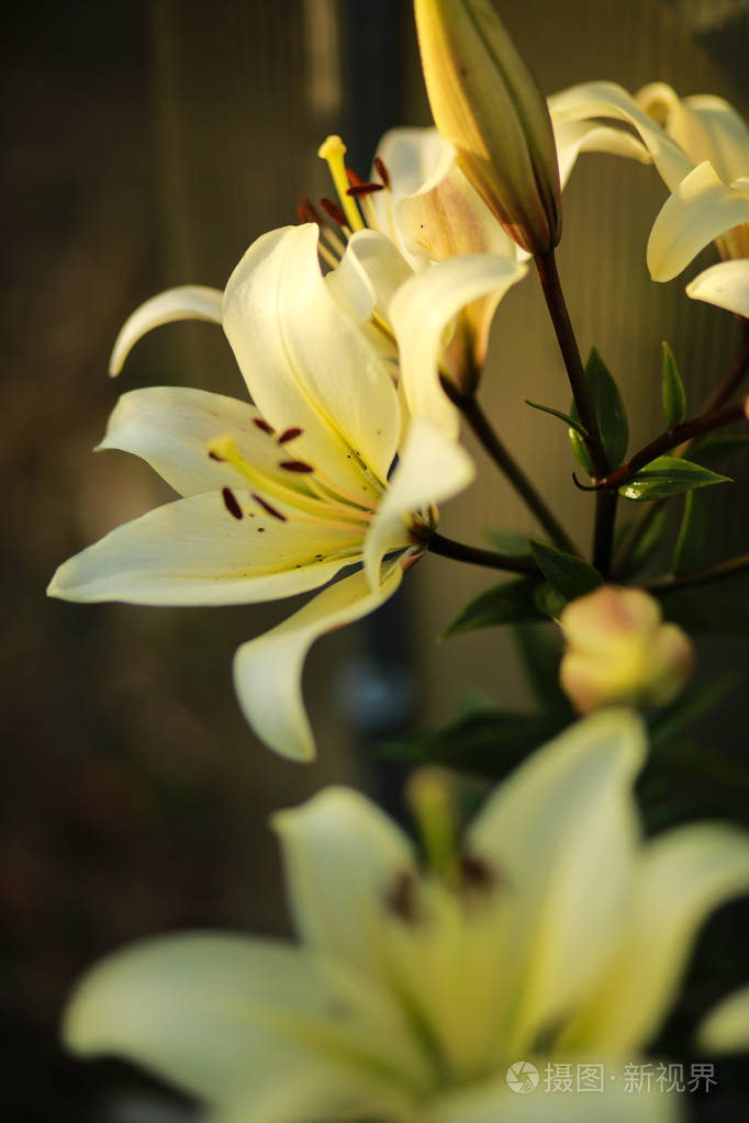 在一个阳光明媚的春日里,花园里盛开着洁白的百合花,绿草如茵,蓝天