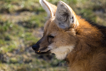 长鬃狼是南美最大的犬科动物图片
