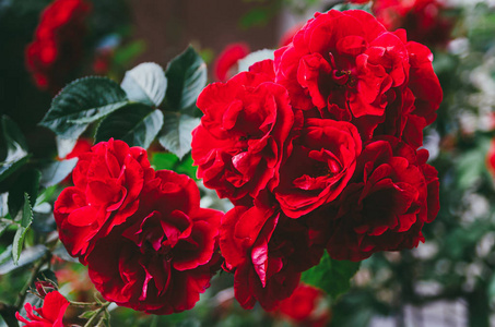 灌木上的红色玫瑰花蕾照片