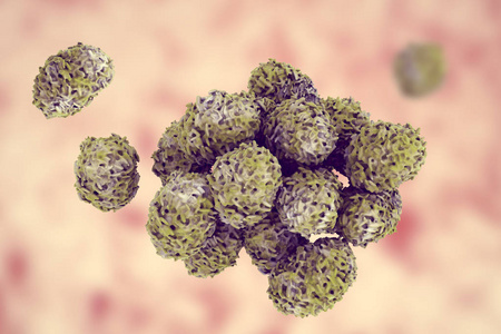 水苏霉孢子照片