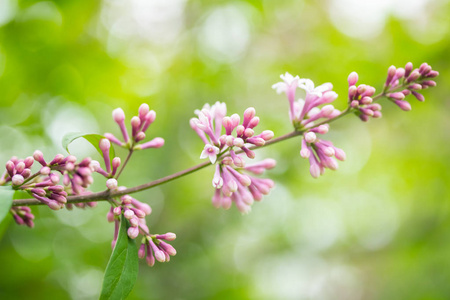 红色花夏季开夏季花园里开着花和芽的丁香枝照片