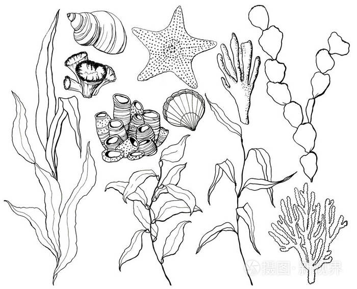 水生植物手绘线稿图片