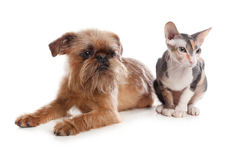 猫狗可爱图片 猫狗可爱素材 猫狗可爱插画 摄图新视界