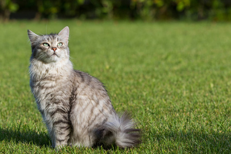 西伯利亚毛茸茸的家猫在放松的户外花园里繁育,纯种家畜宠物照片