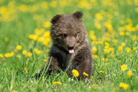 棕熊幼崽在夏季球场上玩耍