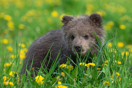 熊夏季图片-熊夏季素材-熊夏季插画-摄图新视界