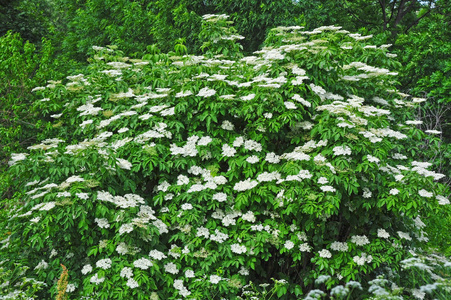 白接骨木花图片