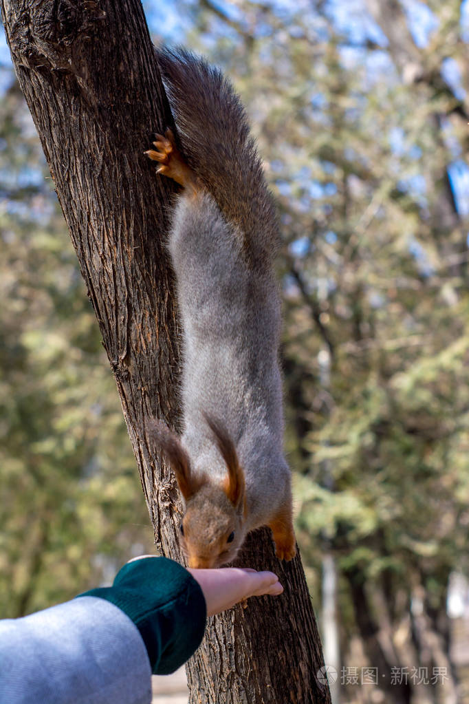 松鼠用爪子抓着一棵树吃着小女孩手上的坚果阳光明媚的一天耶森图基市