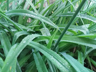 雨后绿植图片