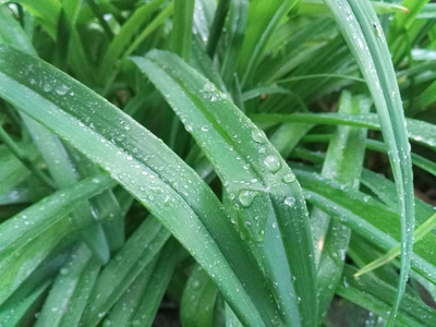 雨后绿植图片