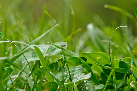 雨后的水滴落在草地的绿叶上.晴天的夏雨.大自然潮湿的天气.