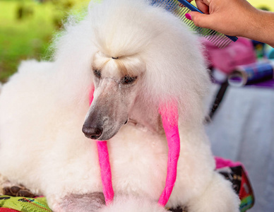 展场长毛贵宾犬正在梳洗摄影图