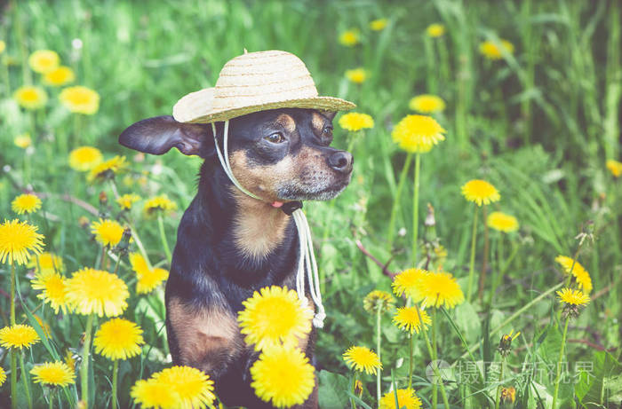 可爱的小狗戴着草帽的狗被春天的黄色包围着