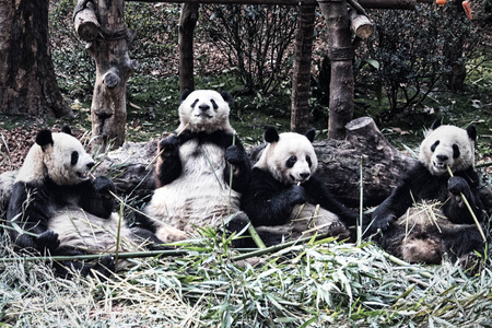一群可爱的大熊猫吃竹子图片