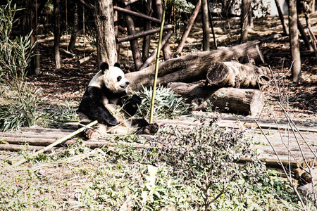成都大熊猫繁育基地图片