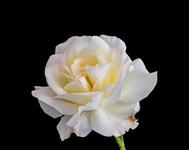 黑色背景上孤立的黄白色玫瑰花图片
