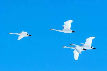 一群大天鹅(天鹅座天鹅)在蓝天下展翅飞翔,冬天,日本北海道,美丽的