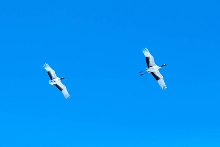 丹顶鹤grusjaponensis在蓝天下展翅飞翔冬季日本北海道日本鹤美丽神秘