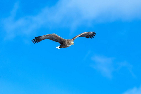 白尾鸟飞行中的白尾鹰,日本北海道蓝天上的飞鹰,日出时鹰的剪影,雄伟