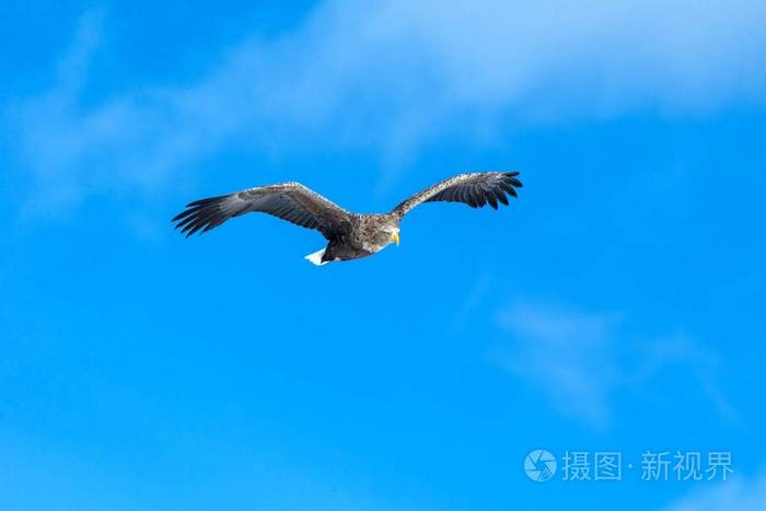 飞行中的白尾鹰,日本北海道蓝天上的飞鹰,日出时鹰的剪影,雄伟的海鹰