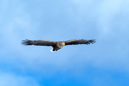 飞行中的白尾鹰,日本北海道蓝天上的飞鹰,日出时鹰的剪影,雄伟的海鹰