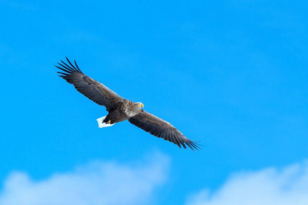 飞行中的白尾鹰,日本北海道蓝天上的飞鹰,日出时鹰的剪影,雄伟的海鹰