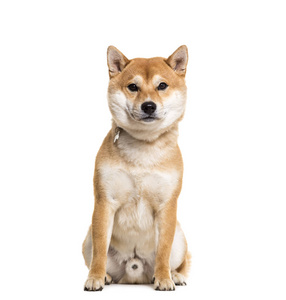 忠犬八公图片