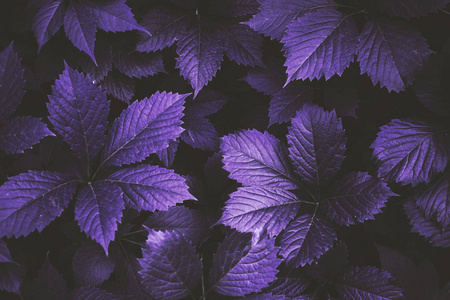 紫叶纹理图片