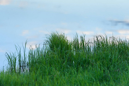 青草池塘图片