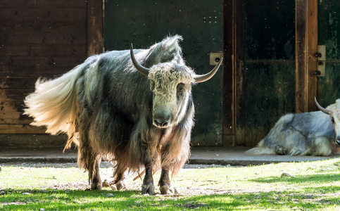 动物园里的家养牦牛照片