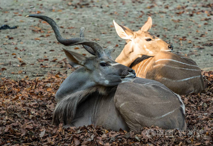 印度黑羚羚羊或印度羚羊