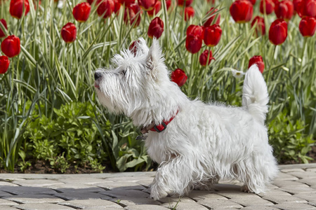 韦斯蒂图片-韦斯蒂素材-韦斯蒂插画-摄图新视界