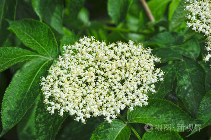 白接骨木花