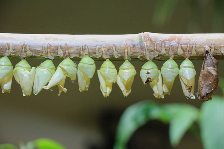 蝴蝶音乐学院图片
