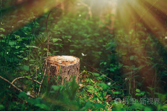 照片中一个如画的树桩在阳光下的绿色森林,春天的时候.