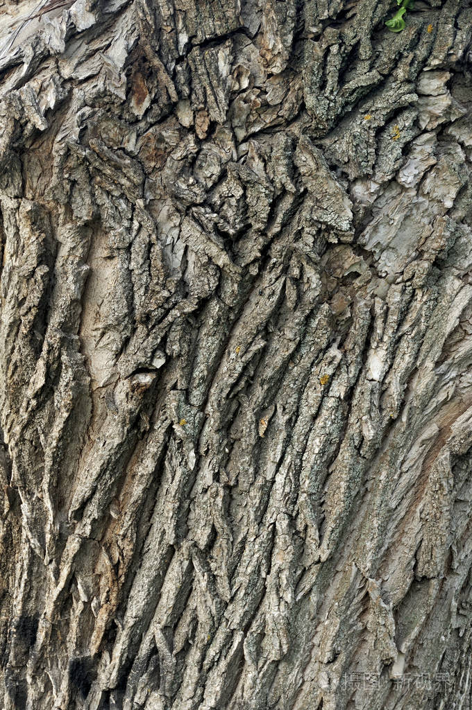老橡树枫树树皮酒吧特写宏观细节.