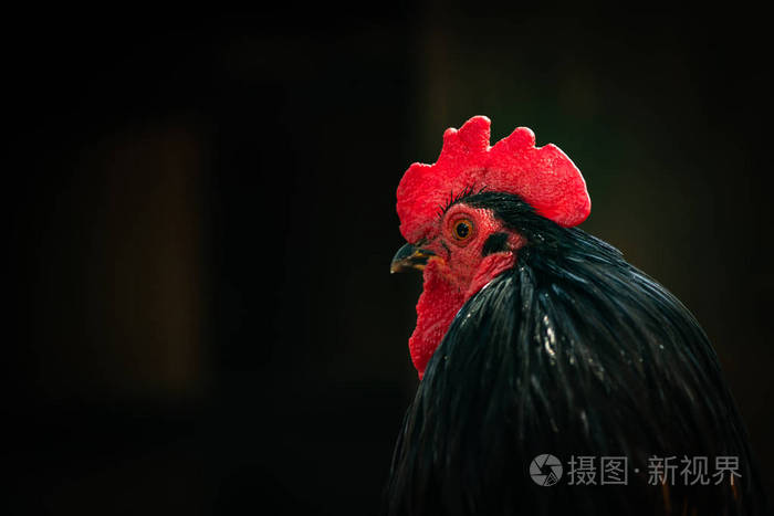 秃鹫 撅嘴 乌鸦 母鸡 轮廓 农事 剪辑 自然 动物 家禽