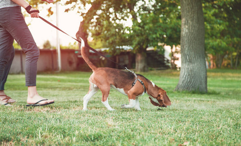 在公园遛狗的人.照片