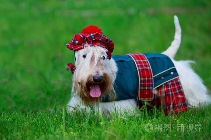 苏格兰猎犬