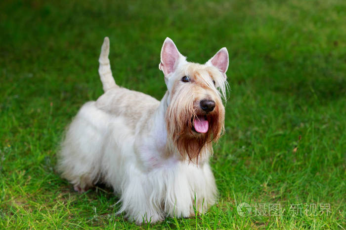 苏格兰猎犬