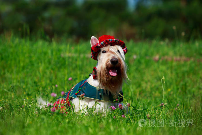 苏格兰猎犬