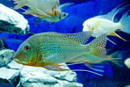 许多热带小鱼的浅滩群,有珊瑚礁,水下五颜六色世界顶级视图.